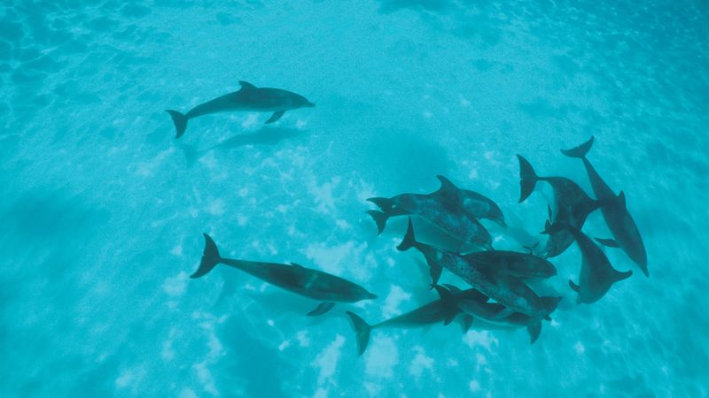 dolphins, flock, shoal, 4k