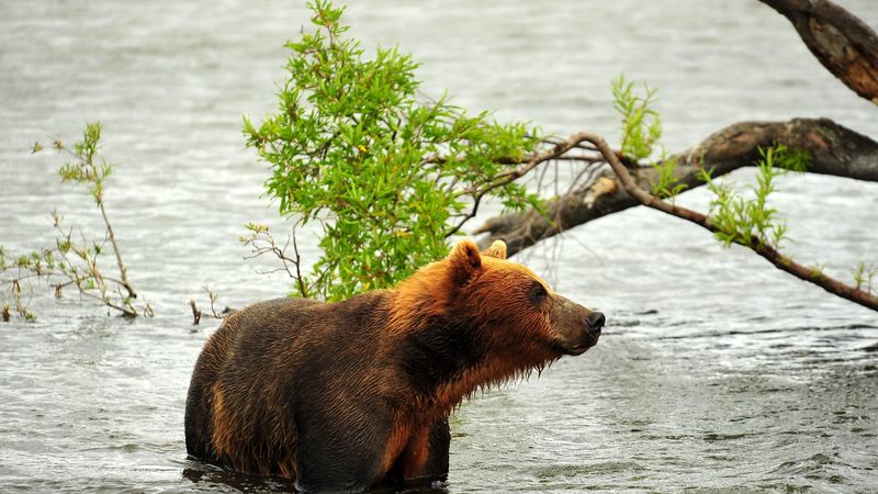 bear, hunting, predator, river, 4k