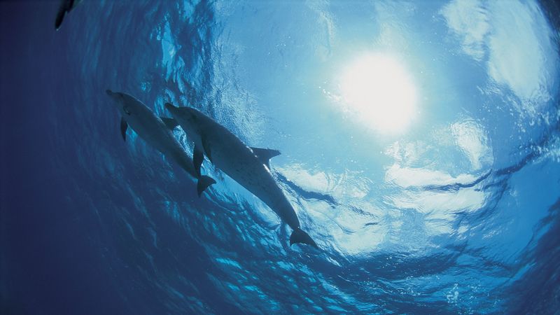 dolphins, bottom, ocean, 4k