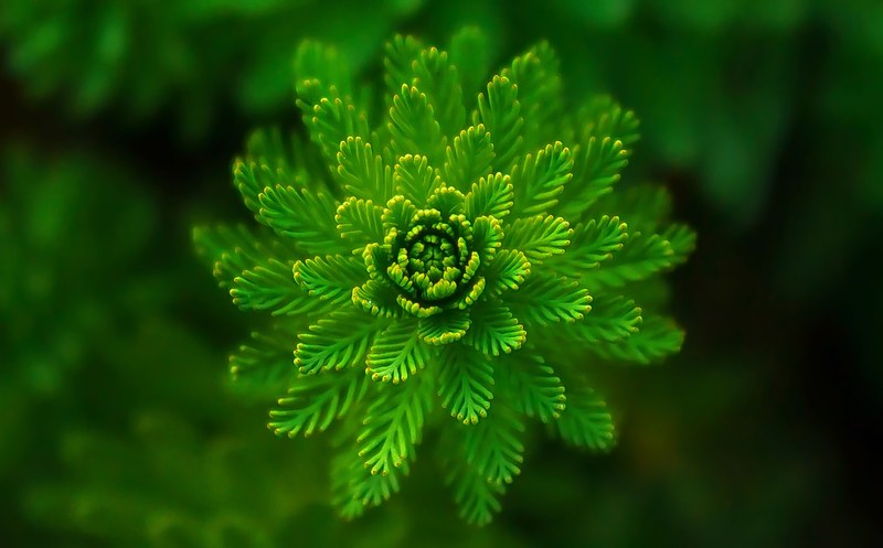 water plant green fine layers abstract 4k