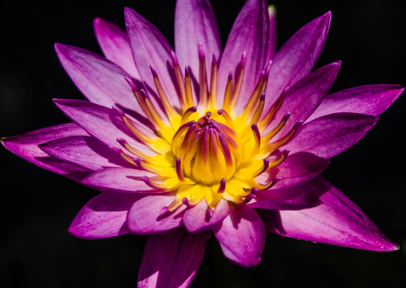 water lily pretty purple water lily waterlily flower 4k