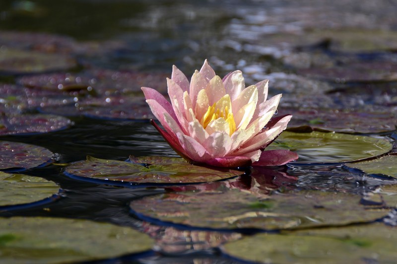 water lily aquatic plant blossom bloom pond water 4k