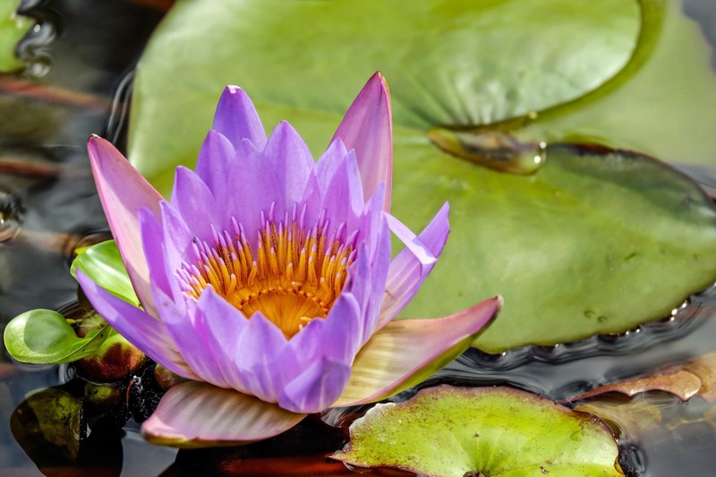 water lily flower blossom bloom flowers purple 4k