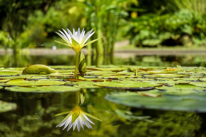 water lily flower flowers pond pond plant 4k
