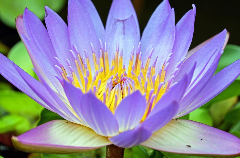 water lily flower flowers purple aquatic plant 4k