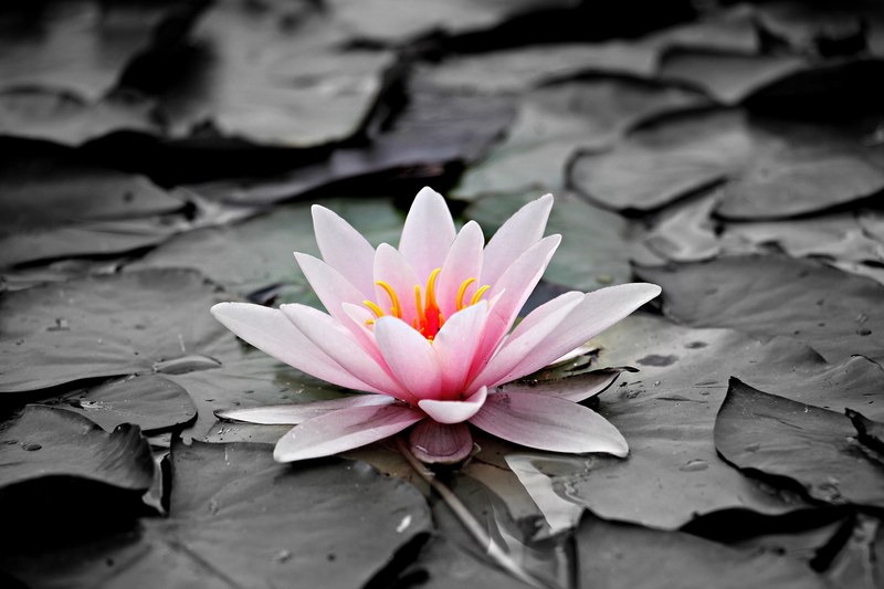 water lily pink aquatic plant pink water lily 4k