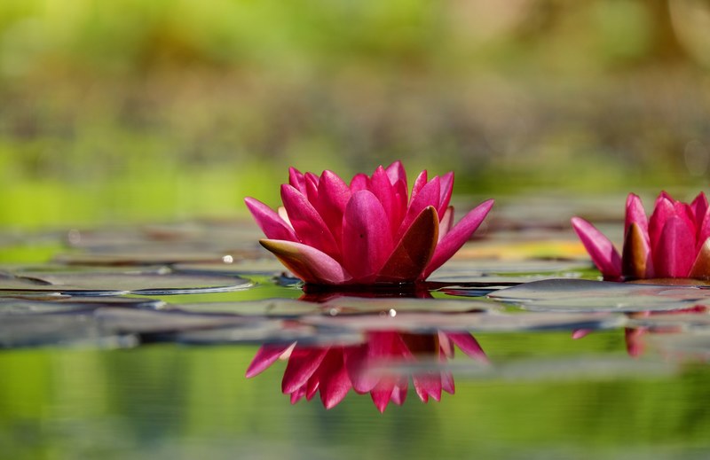 water lily flower blossom bloom flowers red 4k