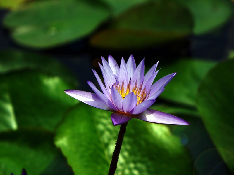 water lily flower pond aquatic purple water bloom 4k