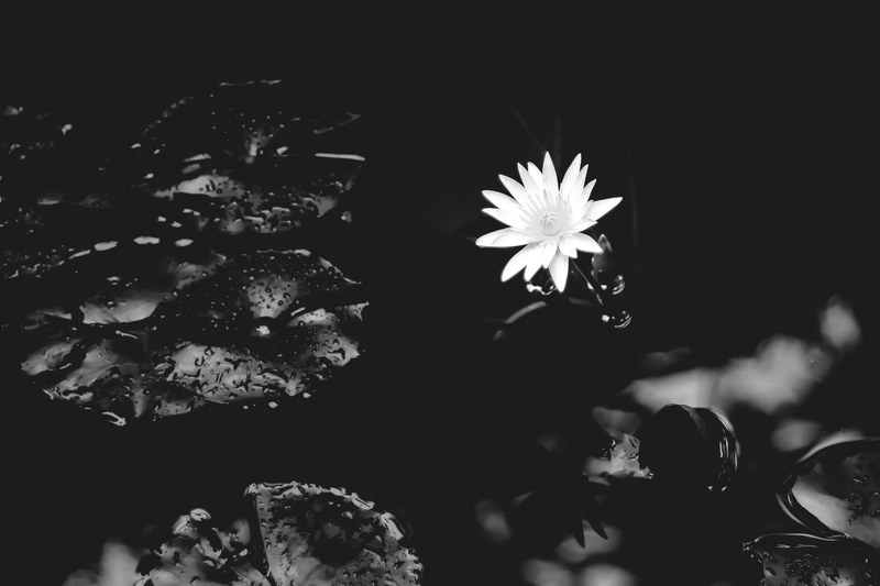 water lily lily water nature flower white 4k