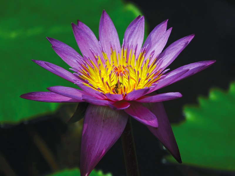 water lily flower pond aquatic purple water bloom 4k
