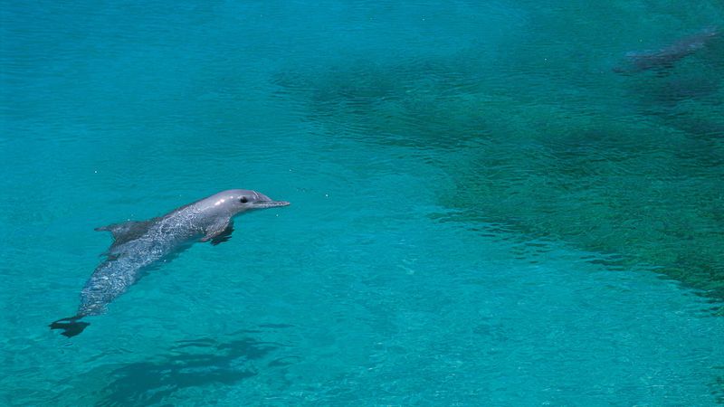 dolphin, shallow water, swim, 4k