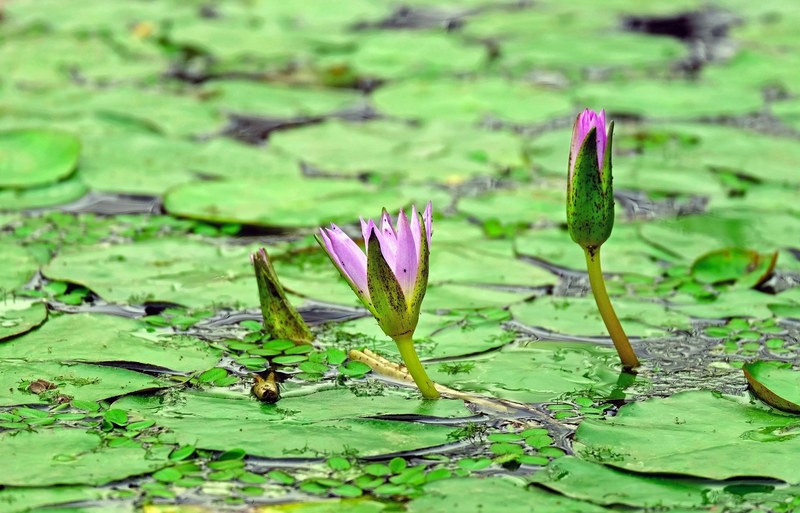 water lily aquatic plant blossom bloom pink bud 4k