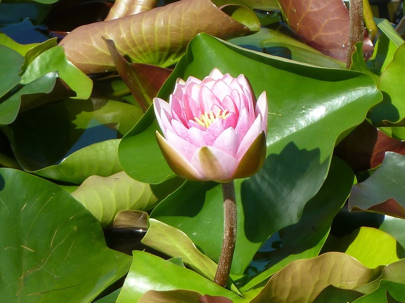 water lily pink blossom bloom lake rosengewächs 4k