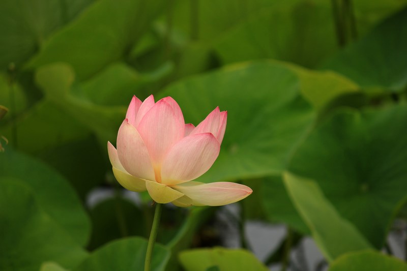 water lily aquatic plant nature nuphar blossom 4k