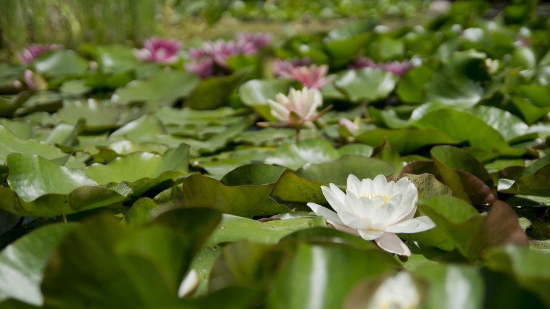 water lily flower aquatic plant bloom white water 4k