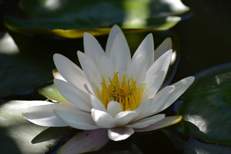 water lily white aquatic plant water flower 4k