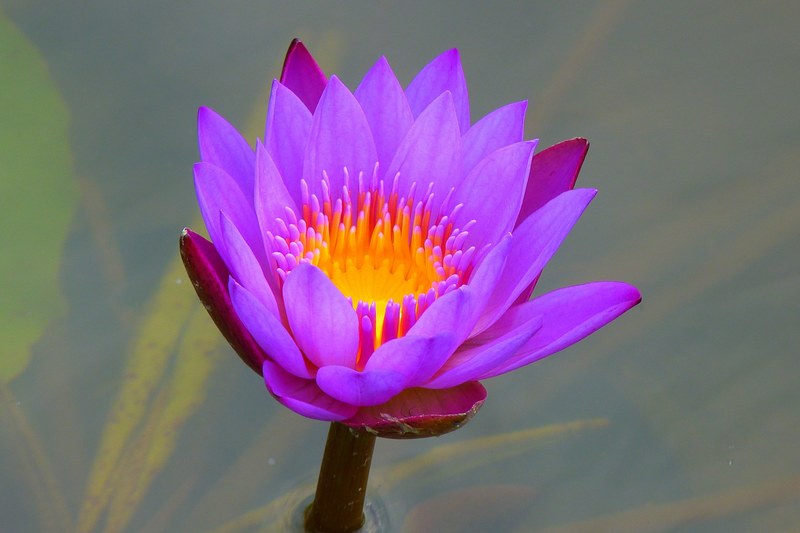 water lily aquatic plant nature blossom bloom 4k
