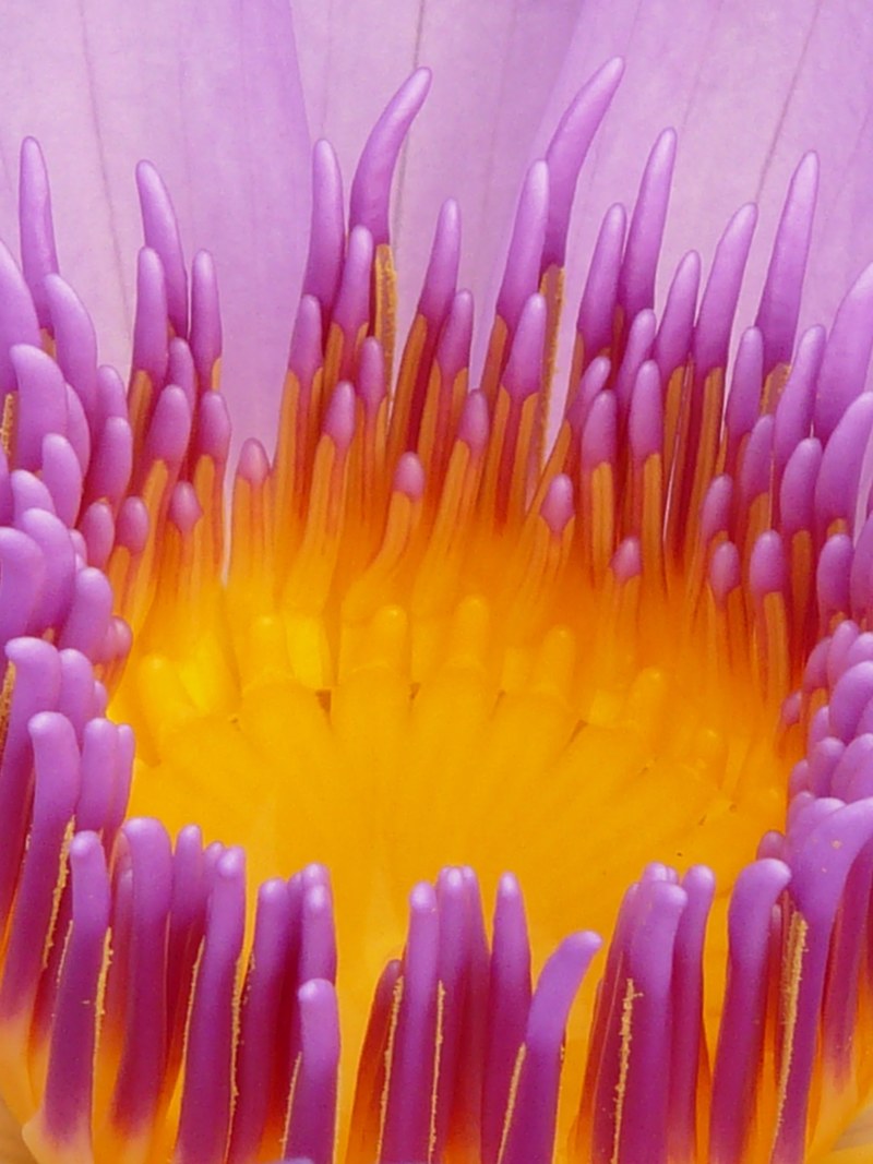 water lily blossom bloom purple flower 4k