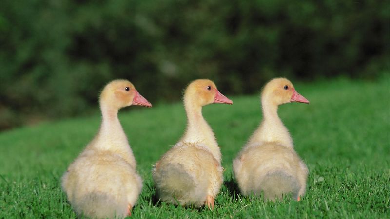 goslings, geese, birds, chicks, 4k