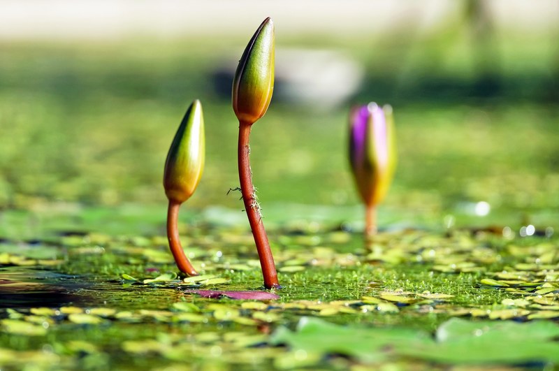 water lilies bud pond green water botany nature 4k