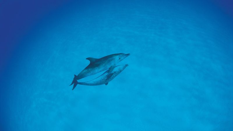 dolphins, love, ocean, 4k