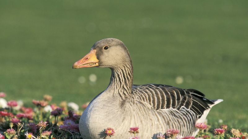 goose, flowers, bird, 4k