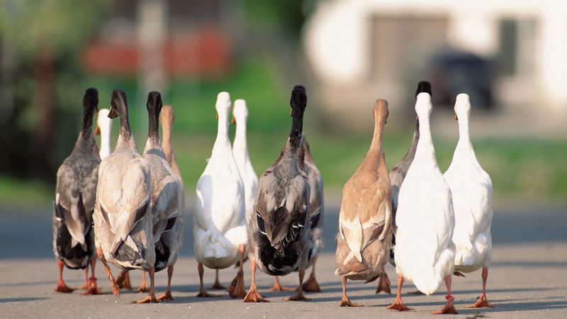 geese, flock, asphalt, 4k