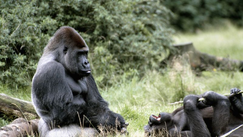 gorilla, africa, grass, 4k