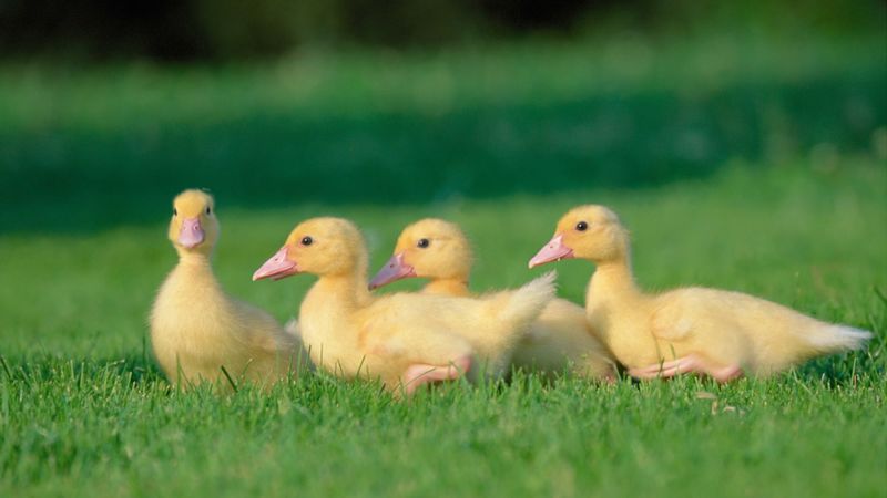 geese, grass, chicks, 4k