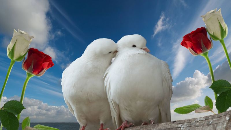 doves, couple, rose, sky, love, 4k