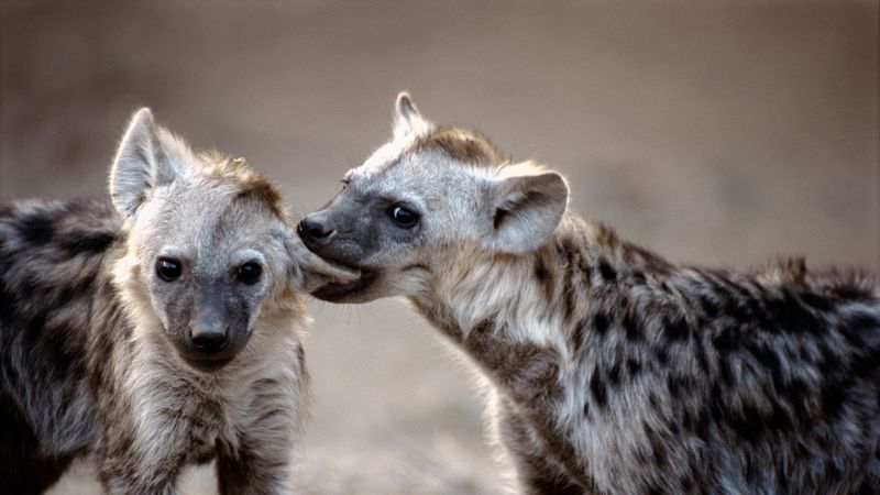 hyenas, couple, predators, 4k