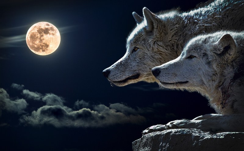wolf torque wolf moon cloud sky nature full moon 4k