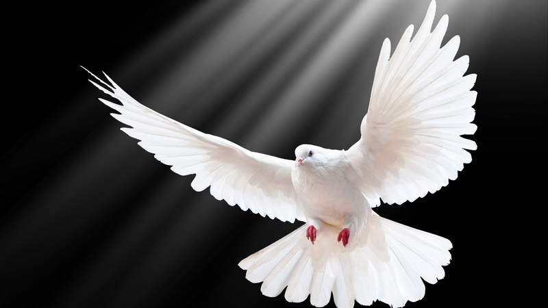 dove, scale, wings, light, black background, freedom, 4k