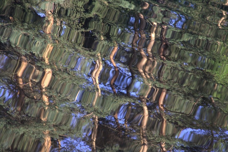 water reflections mirroring trees wave surface 4k