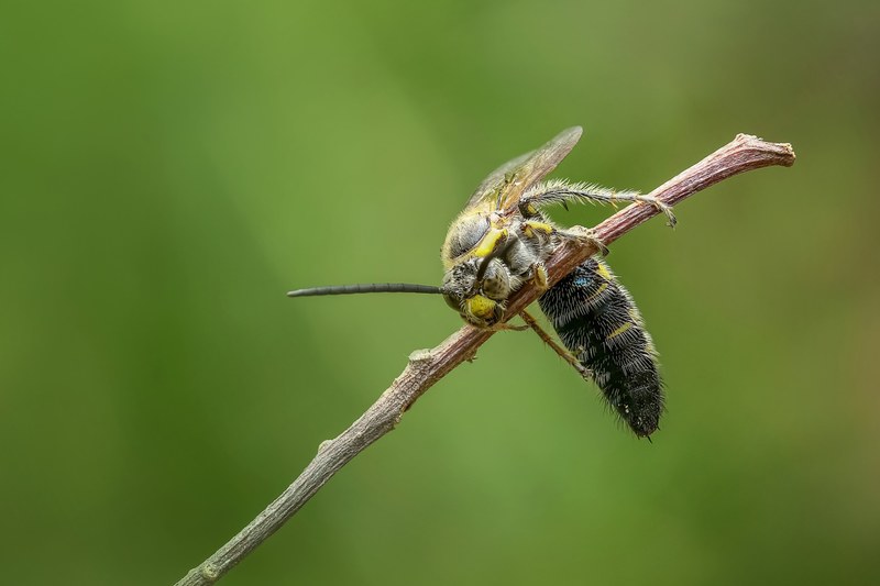 wasp hornet insect macro animal bug sting bee 4k