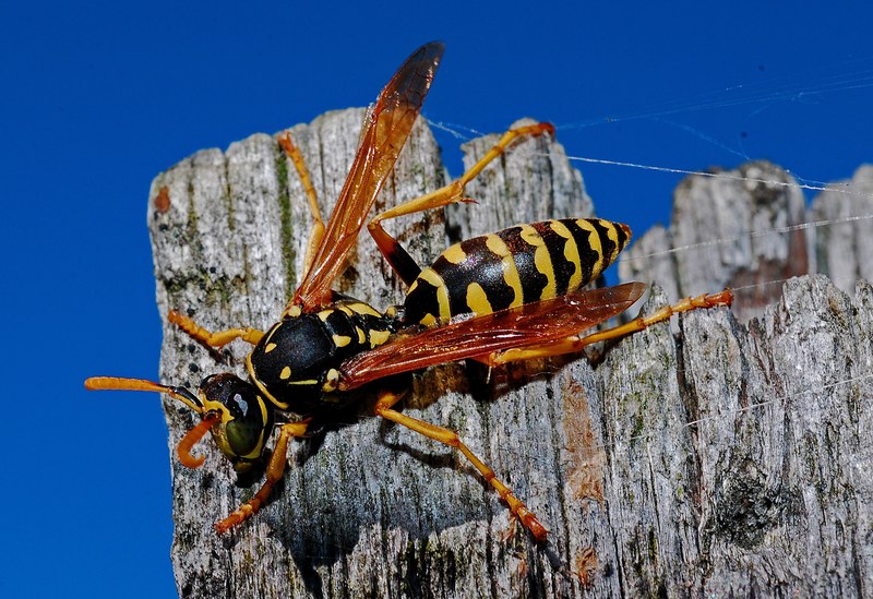 wasp macro insect nature arthropod biology animal 4k