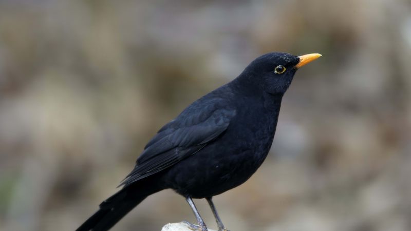 raven, bird, beak, 4k
