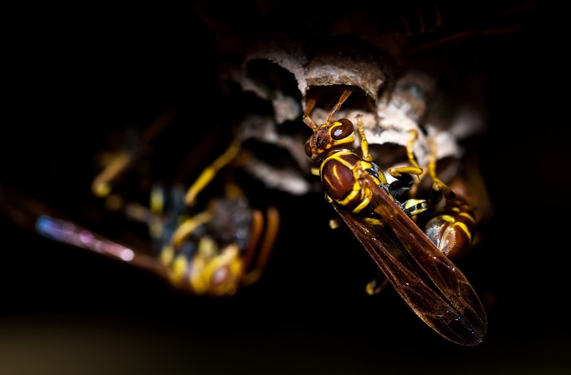 wasp insect animal nature macro bee honey wasps 4k