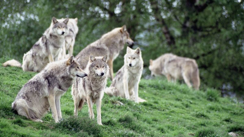 wolves, family, flock, 4k