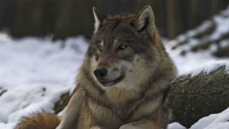 wolf, male, leader, winter, forest, 4k