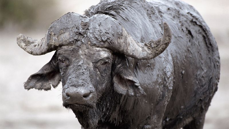buffalo, mud, cooling, 4k