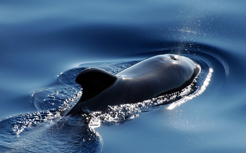 wal marine mammals pilot whale meeresbewohner 4k