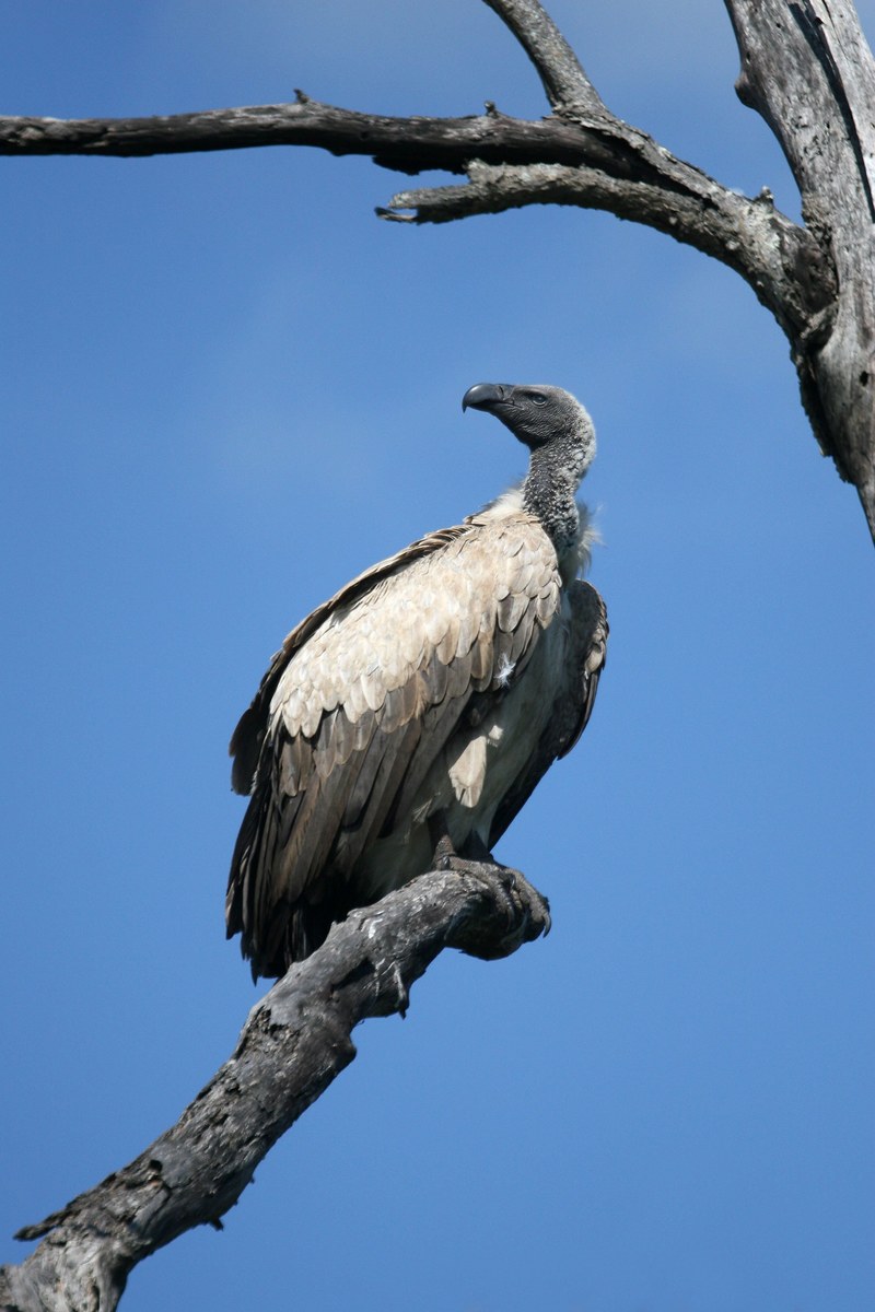 vulture wildlife bird scavenger feathers africa 4k