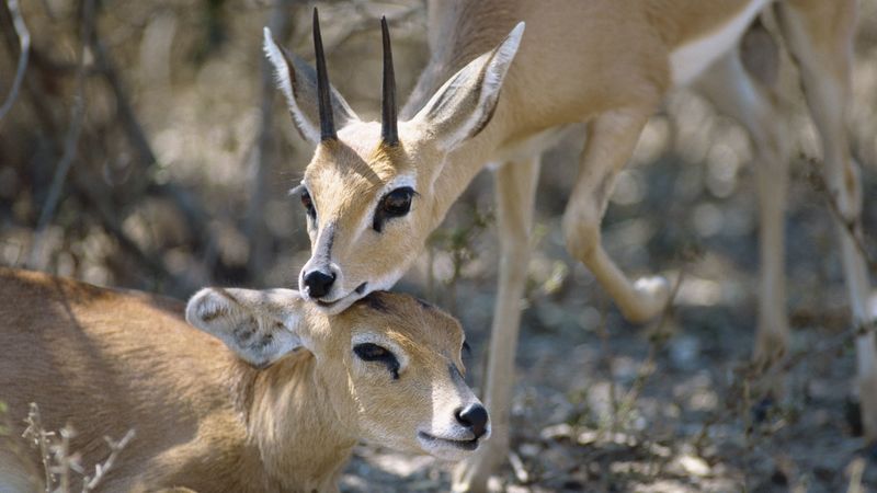 antelope, couple, goats, 4k