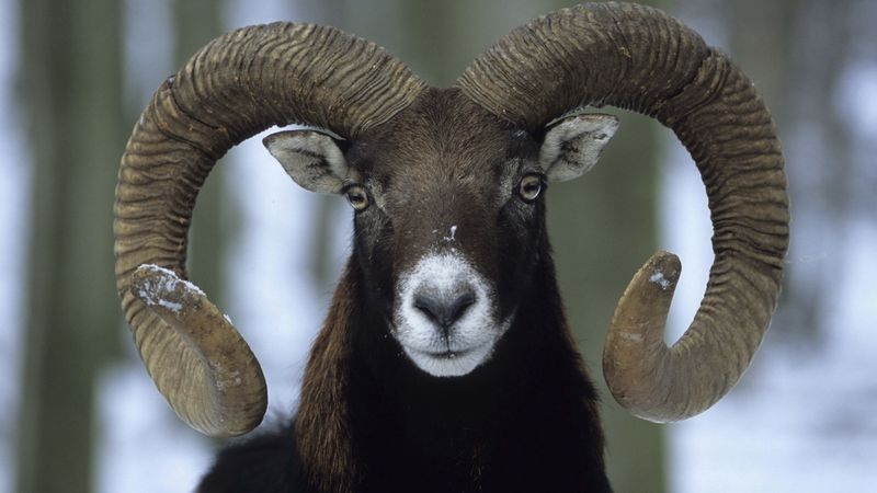 sheep, winter, horns, 4k