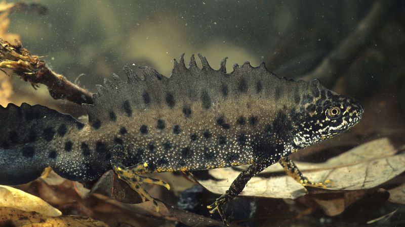 amphibian, water, unusual, 4k