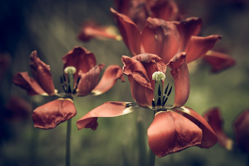 vintage look tulips faded flower blossom bloom 4k