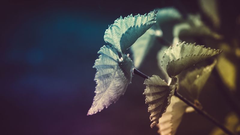 leaves, plant, pattern, 4k