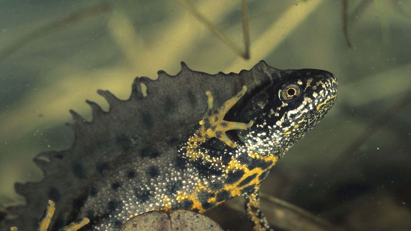 amphibian, water, color, 4k