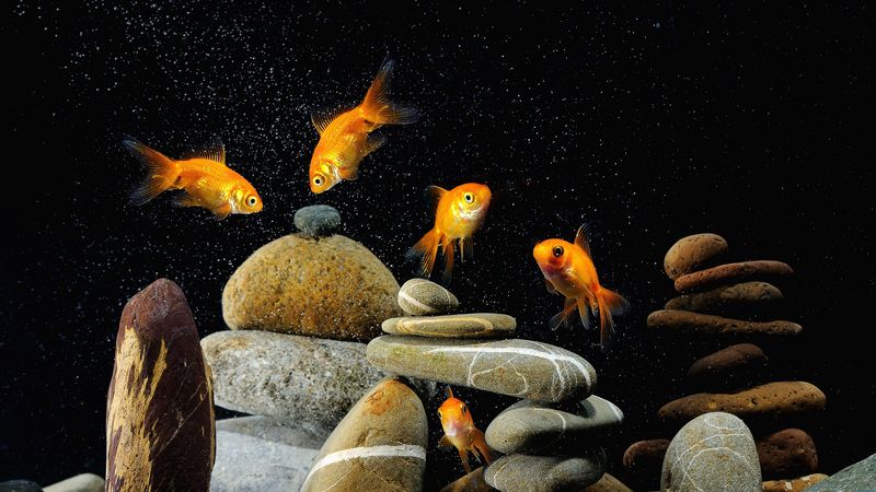 fish, aquarium, rocks, black background, 4k